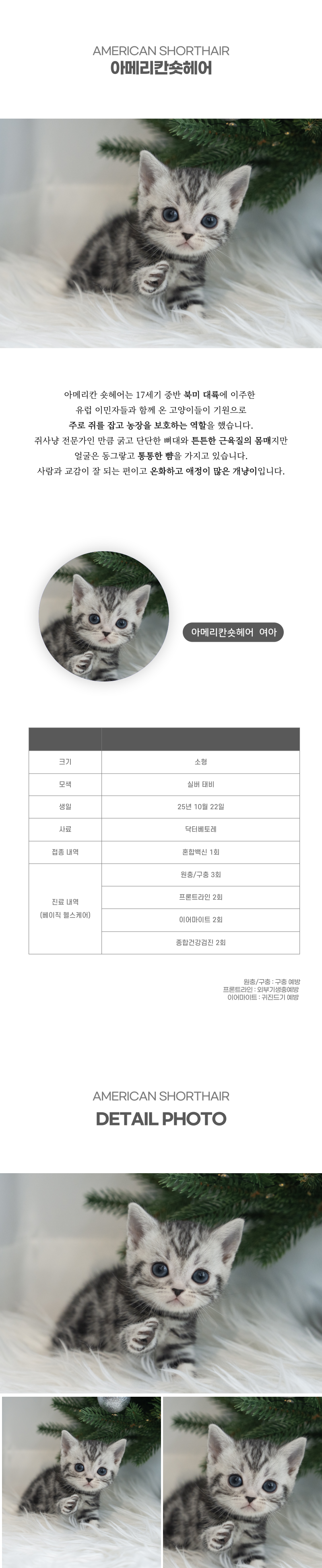 아메리칸숏헤어_상세이미지_2